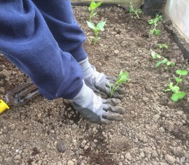 Raukawa planting small
